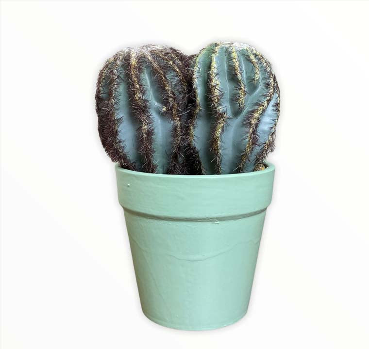 Flor Cactus En Maceta Negra