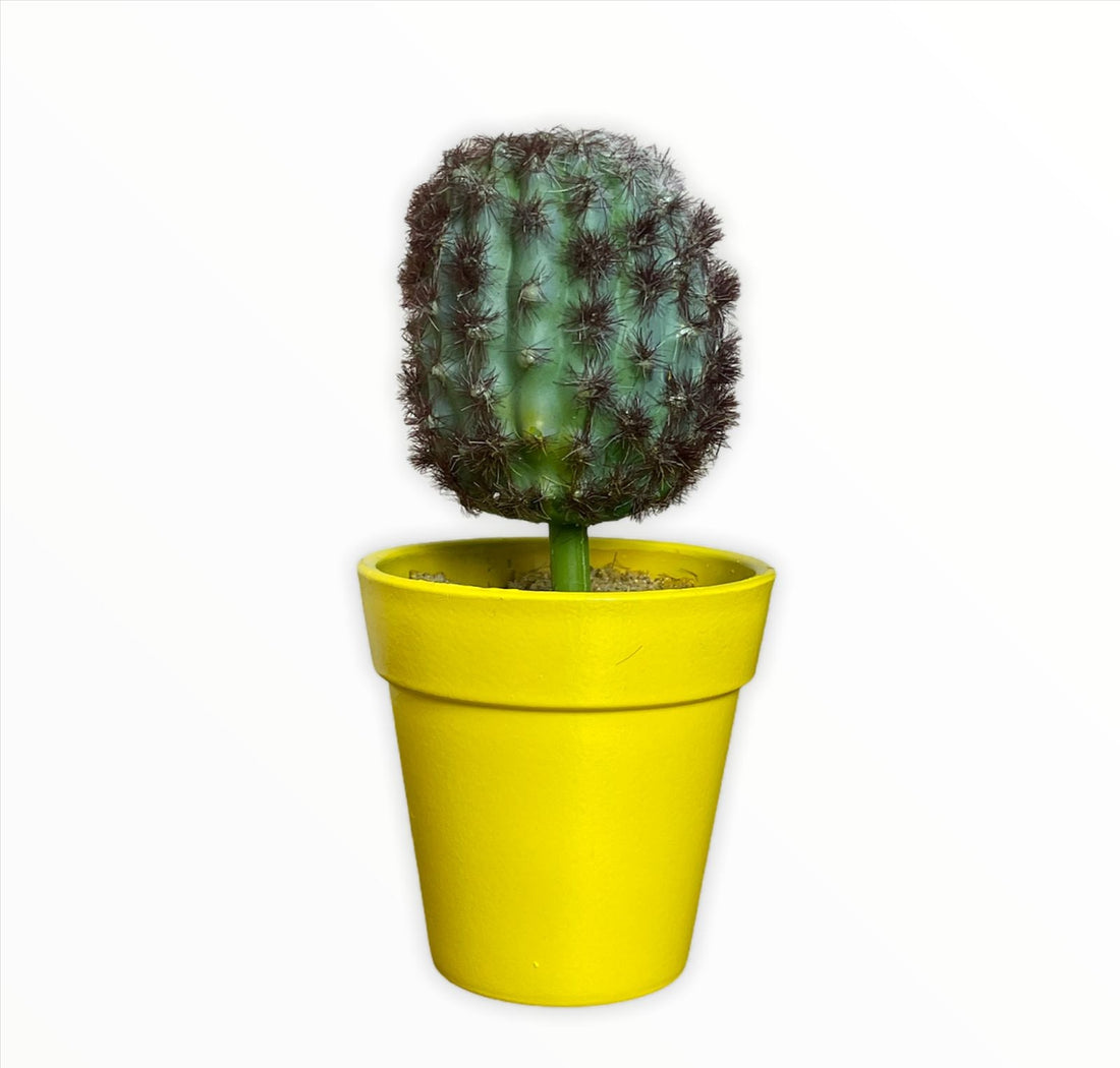 Cactus En Maceta