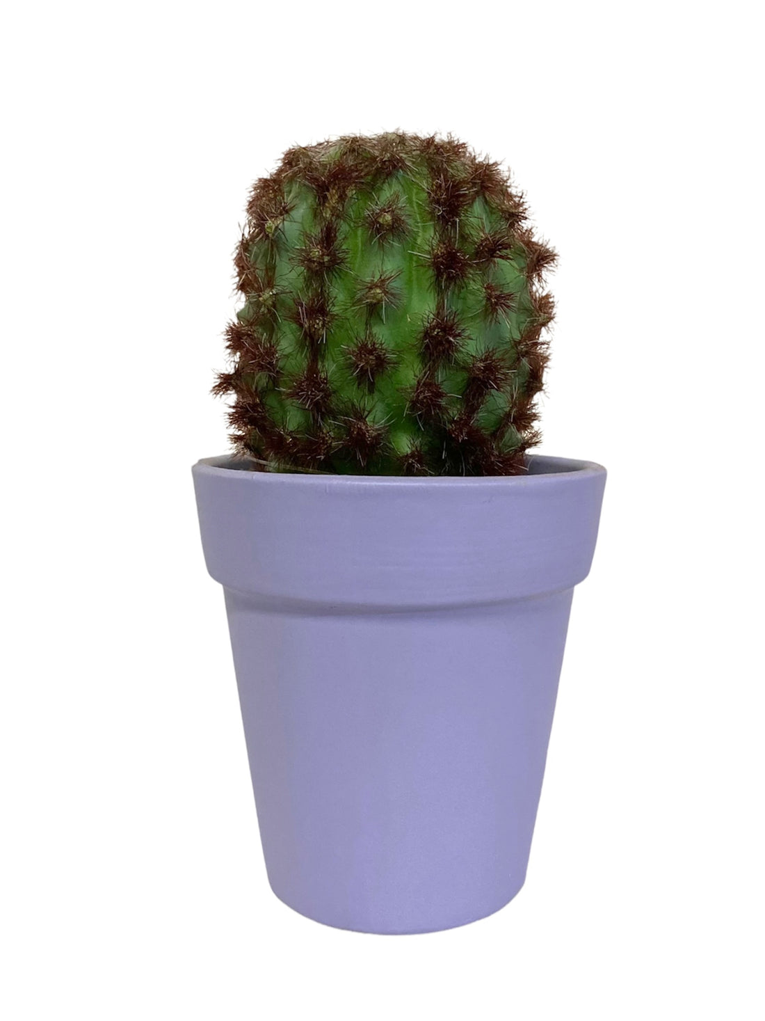 Cactus En Maceta Morada